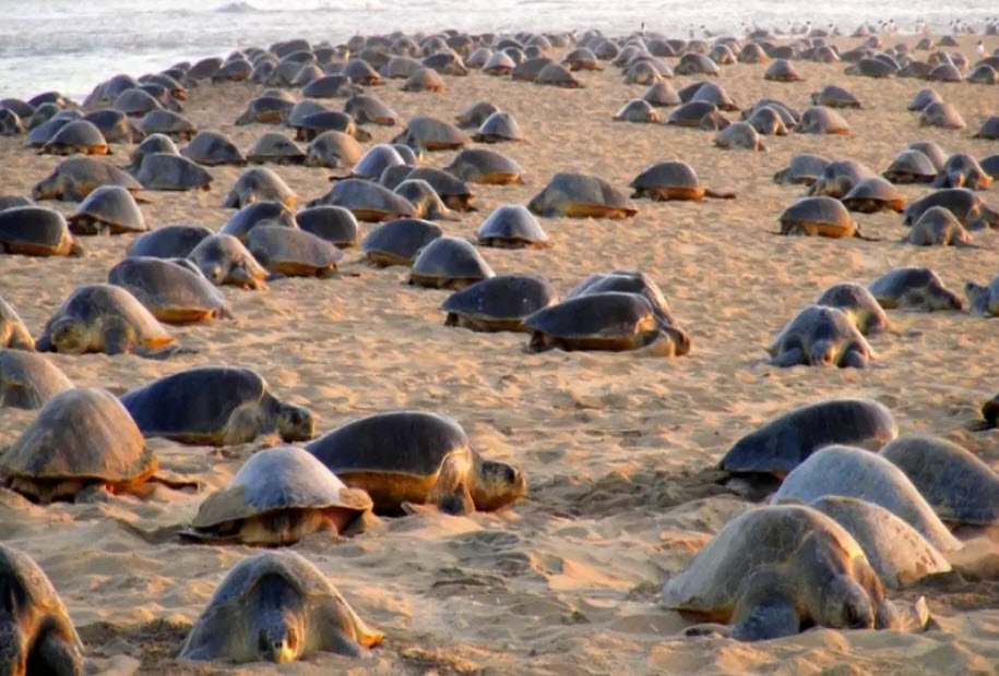 Gahirmatha Marine Sanctuary